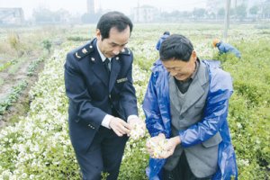 嘉興檢驗檢疫局確保出口菊花質(zhì)量安全