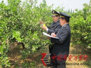 上海崇明檢驗檢疫局扎實開展實蠅監(jiān)測 服務(wù)企業(yè)柑橘出口
